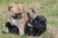 /album/tibetansk-spaniel/a551220-10153326242245038-1996427972-n-jpg/